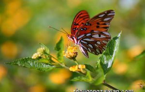 女生房间中的摆设品会影响桃花吗