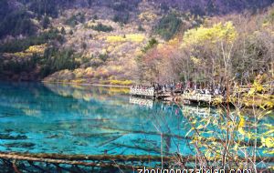 文竹放在哪里风水好 摆放的禁忌