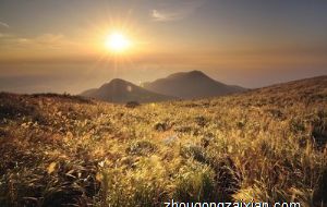 属猴的人办公室养什么花最旺财