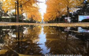 属羊的人办公室养什么花最旺财