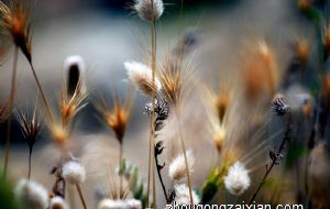 卧室里养绿萝婚姻风水好吗