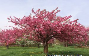 葫芦要一直开着吗 有什么说法