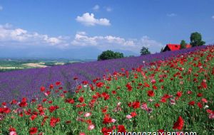 事业顺利风水摆放讲究 带刺的植物能旺事业