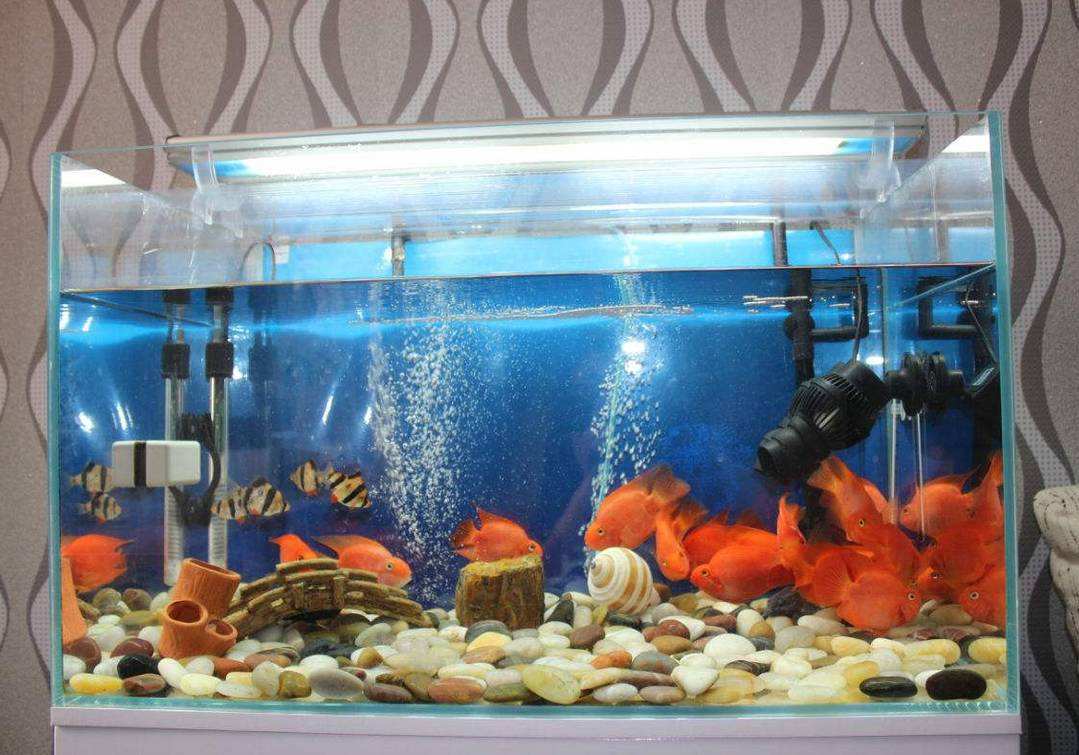 客厅鱼缸摆放风水有什么讲究