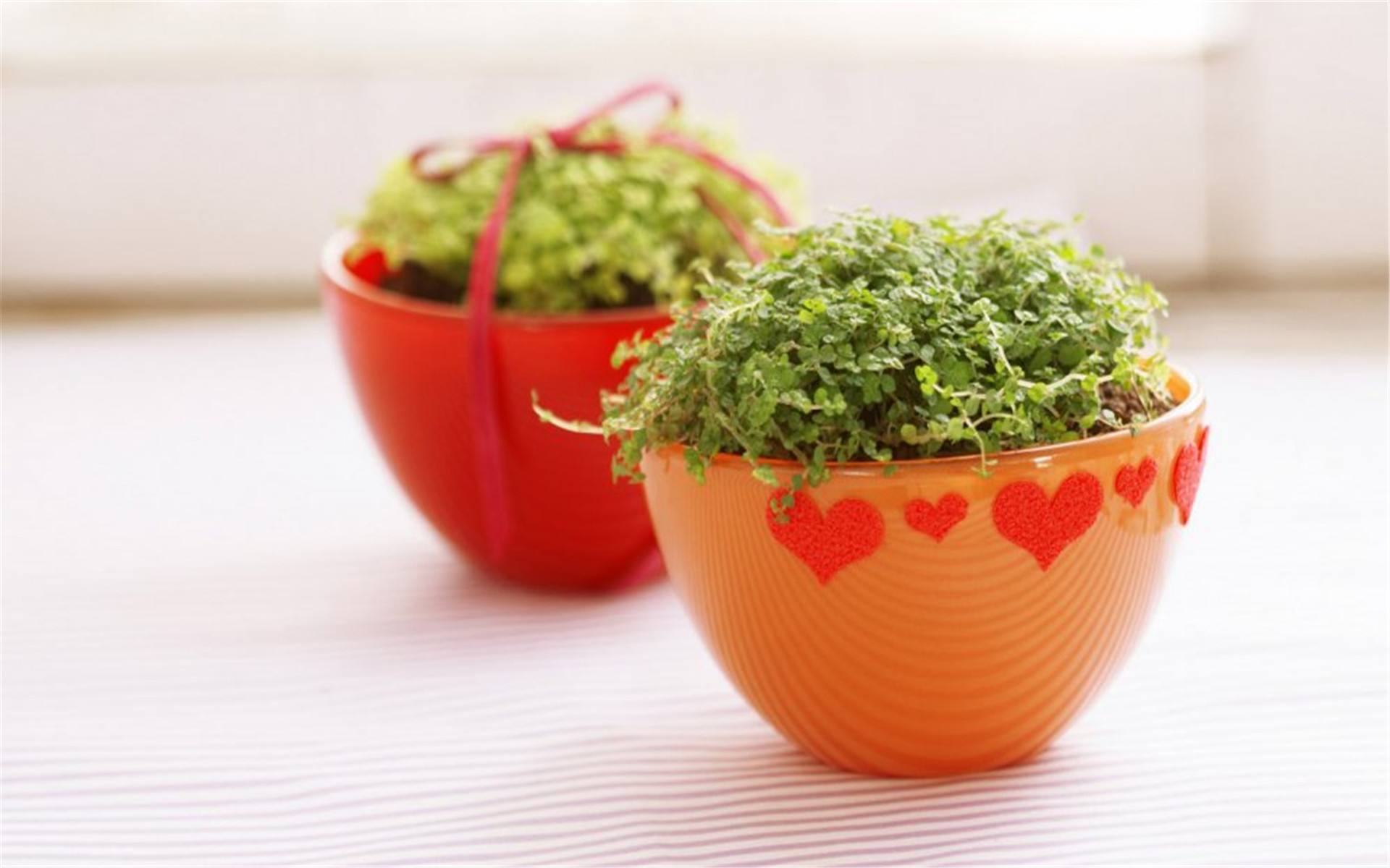 公司植物风水如何摆放