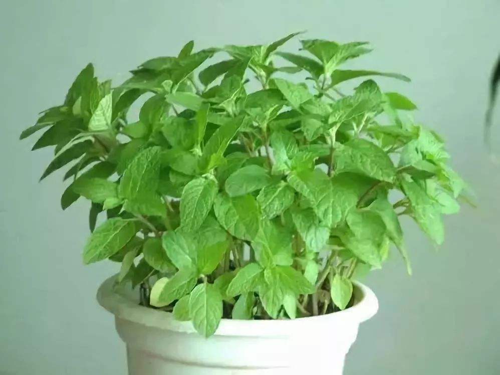 公司大门口放什么植物好