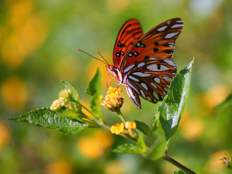 女生房间中的摆设品会影响桃花吗