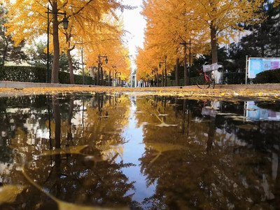 属羊的人办公室养什么花最旺财