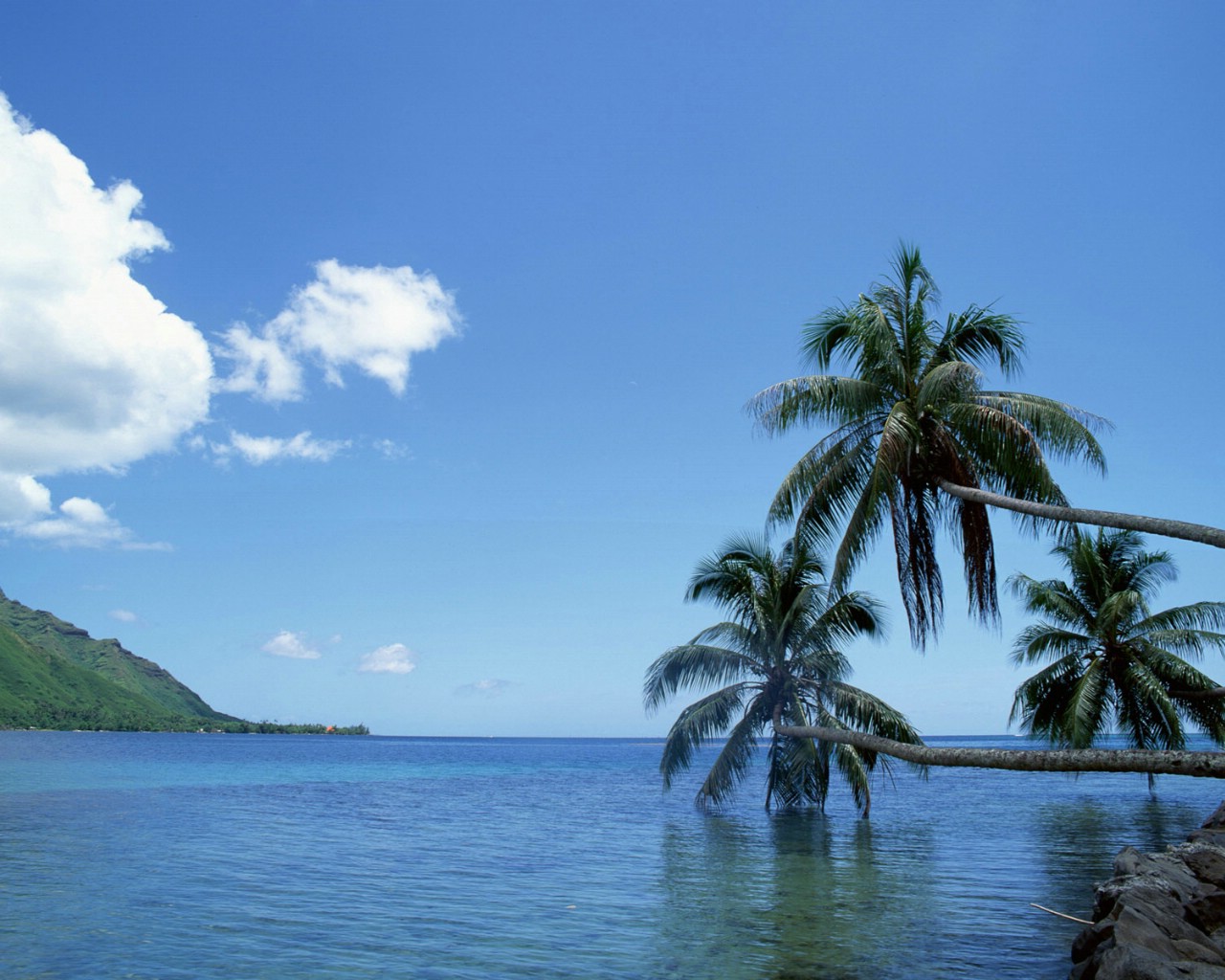 阳台垂吊满天星好吗