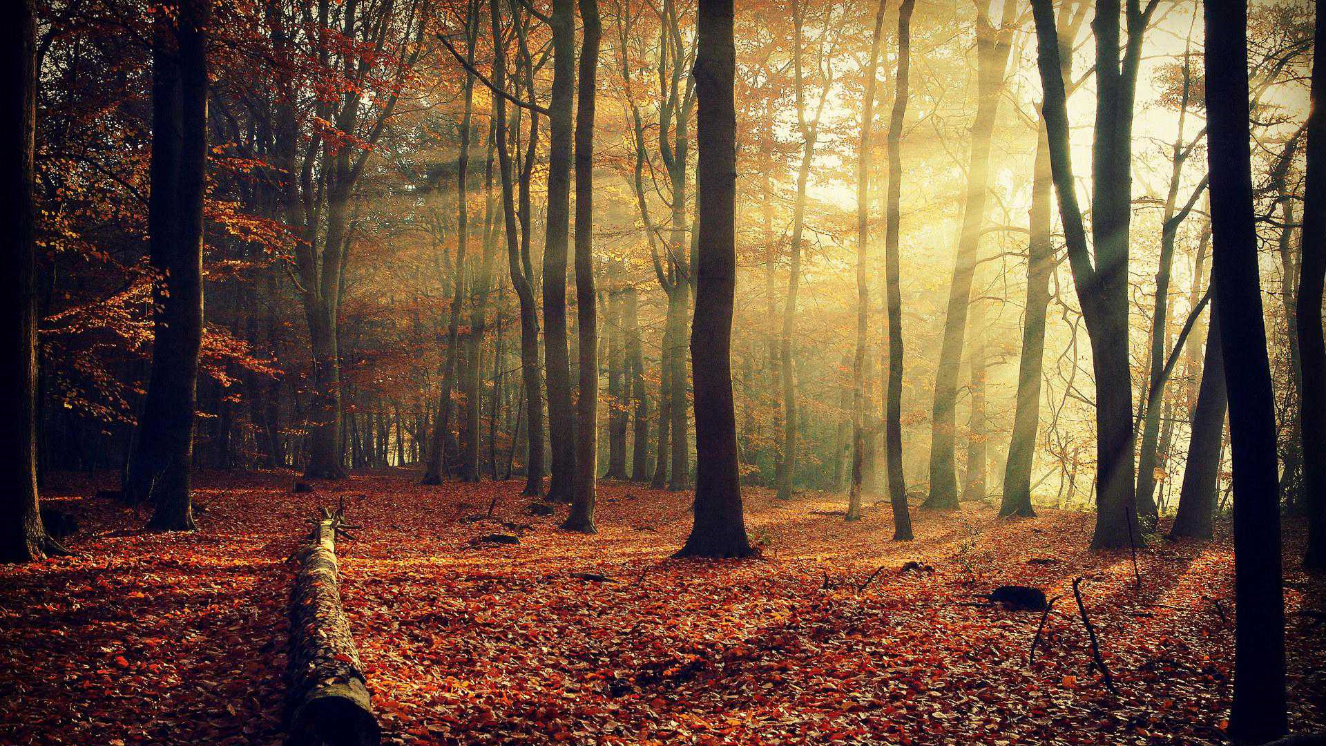 鱼缸后面贴着镜子可以吗