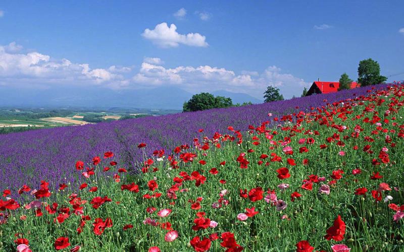 事业顺利风水摆放讲究 带刺的植物能旺事业