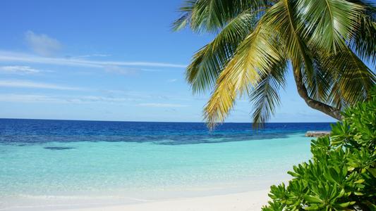 找工作顺利的风水物件 书房放龙头龟摆件