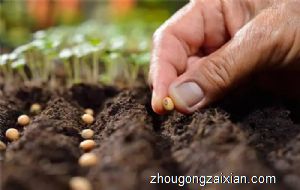 梦见种豆子是什么意思