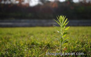 梦见阳光明媚的天气是什么意思