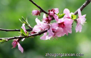 梦见桃树枝是什么意思