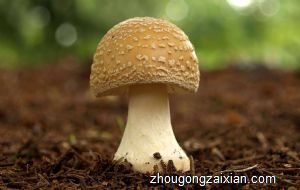 梦见头上长很多蘑菇