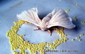 梦见很多虫卵是什么意思