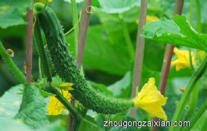 梦见摘黄瓜是什么意思