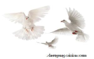 梦见鸽子屎是什么意思