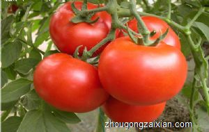 梦见我拿西红柿是什么意思