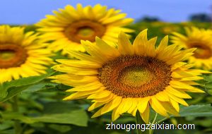 梦见葵花籽是什么意思