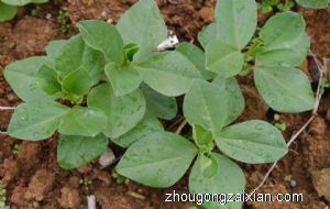 梦见蚕豆苗是什么意思