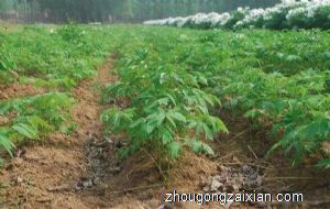 梦见种天麻是什么意思