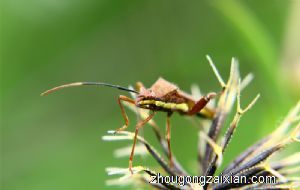 梦见好多虫钻进身体是什么意思