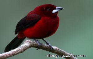 梦见大的红色鸟是什么意思