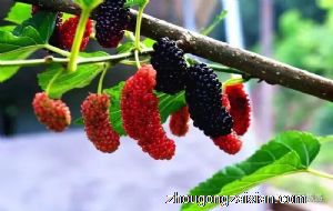 梦见摘桑椹是什么意思