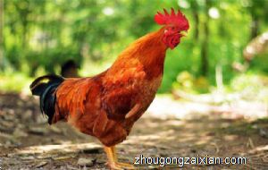 梦见我抓一只大红公鸡是什么意思