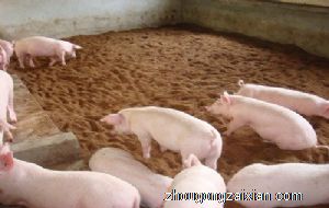 梦见给别人送猪肉是什么意思