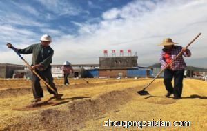 梦见晒谷子是什么意思