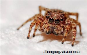 梦见家里有好多蜘蛛或虫子