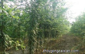 梦见皂角树是什么意思