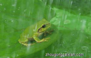 梦见青蛙跳到自己身上