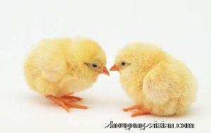 梦见别人送你小鸡是什么意思