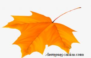 梦见黄色的树叶是什么意思