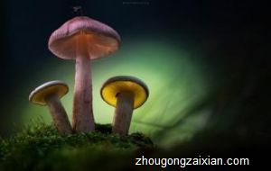 梦见身上长蘑菇是什么意思
