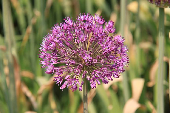 梦见花开是什么意思
