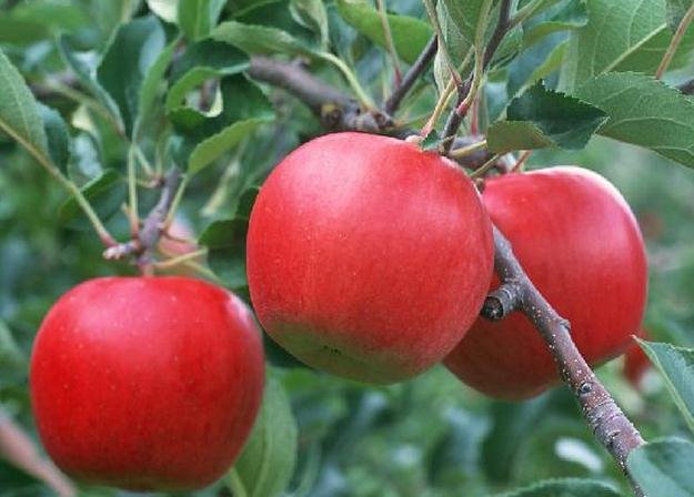 梦见送苹果是什么意思