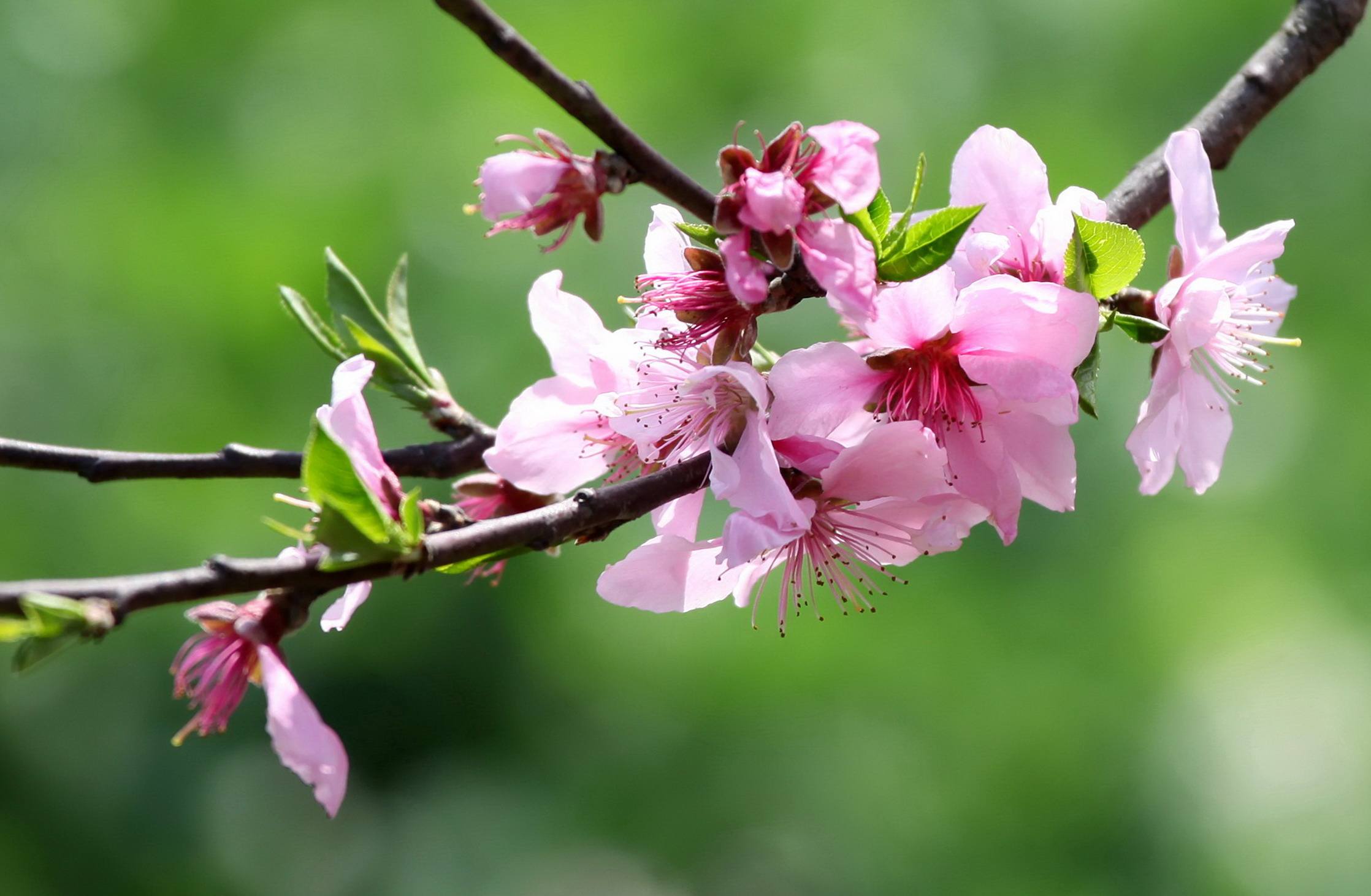 梦见桃树枝是什么意思