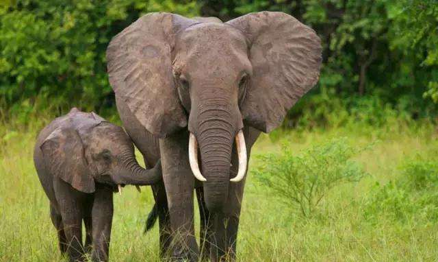 梦见大象飞起来了是什么意思