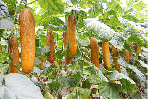 梦见老黄瓜是什么意思