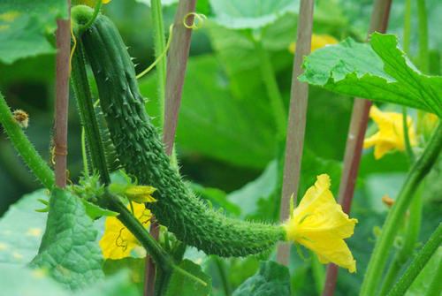 梦见摘黄瓜是什么意思