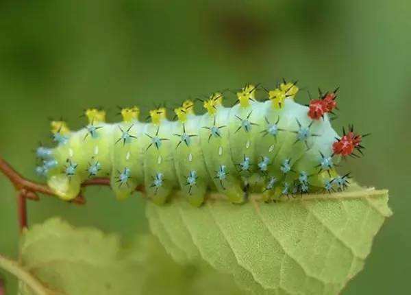 梦见自己身上许多蛆虫爬到自己身上