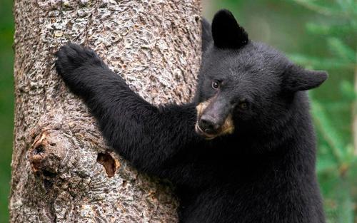 梦见和黑熊在玩是什么意思