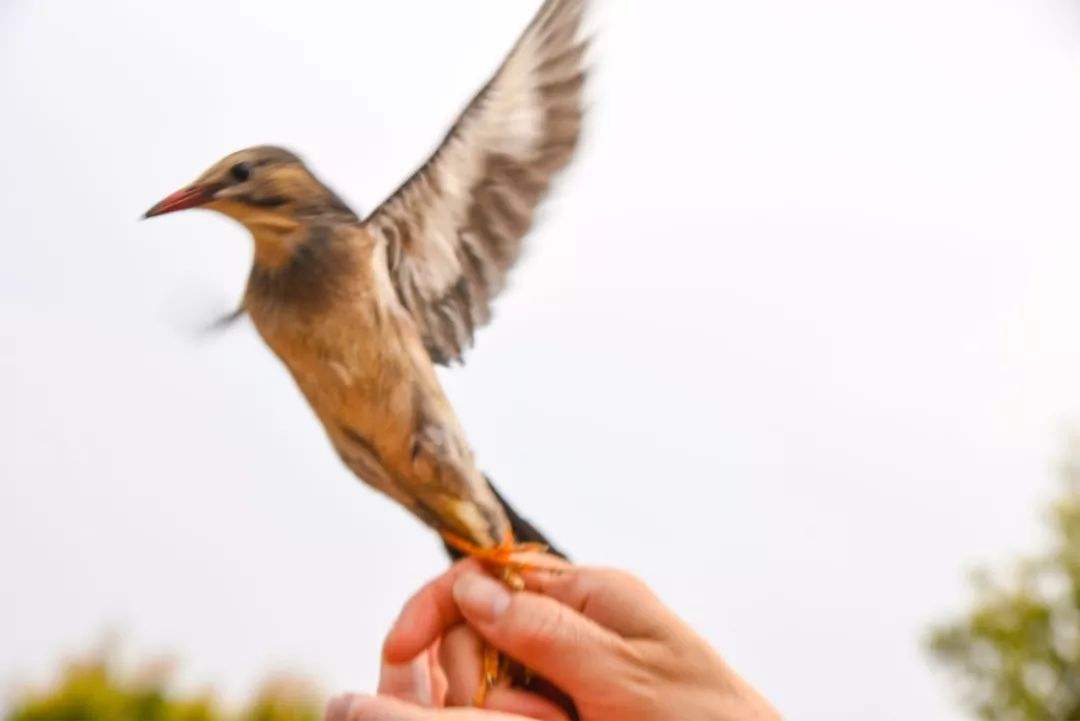 梦见放生是什么意思