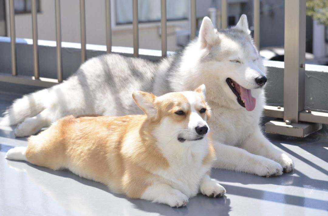 梦见和好是什么意思