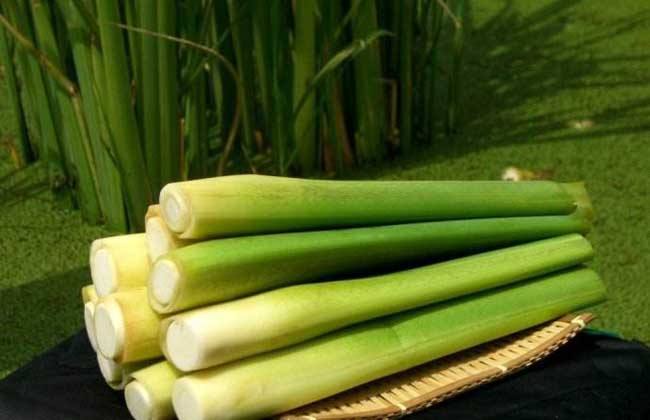 梦见茭白、高笋是什么意思